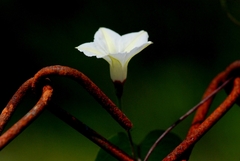 Ipomoea obscura