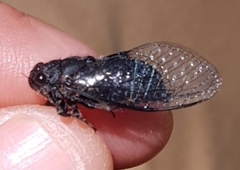 Cicadidae