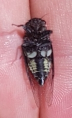 Cicadidae