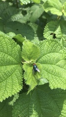 Chrysomya megacephala