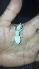 Hymenopus coronatus
