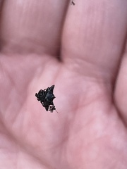 Gasteracanthinae