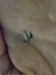 Gasteracanthinae