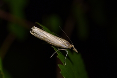 Orocrambus