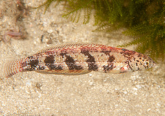 Eupetrichthys angustipes