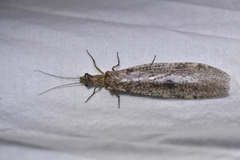 Archichauliodes diversus