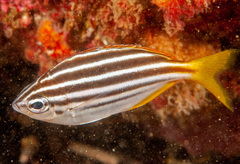 Atypichthys strigatus