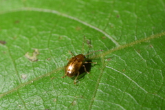 Eucolaspis