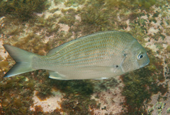 Acanthopagrus australis