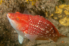 Notolabrus gymnogenis