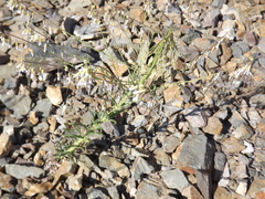 Boechera retrofracta