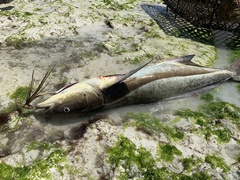 Rachycentron canadum