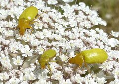 Cteniopus sulphureus