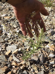 Boechera retrofracta