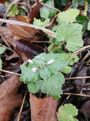 Lamium