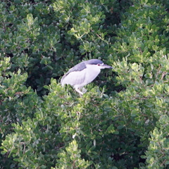 Nycticorax nycticorax nycticorax