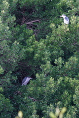 Nycticorax nycticorax nycticorax