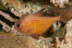 Pempheris multiradiata