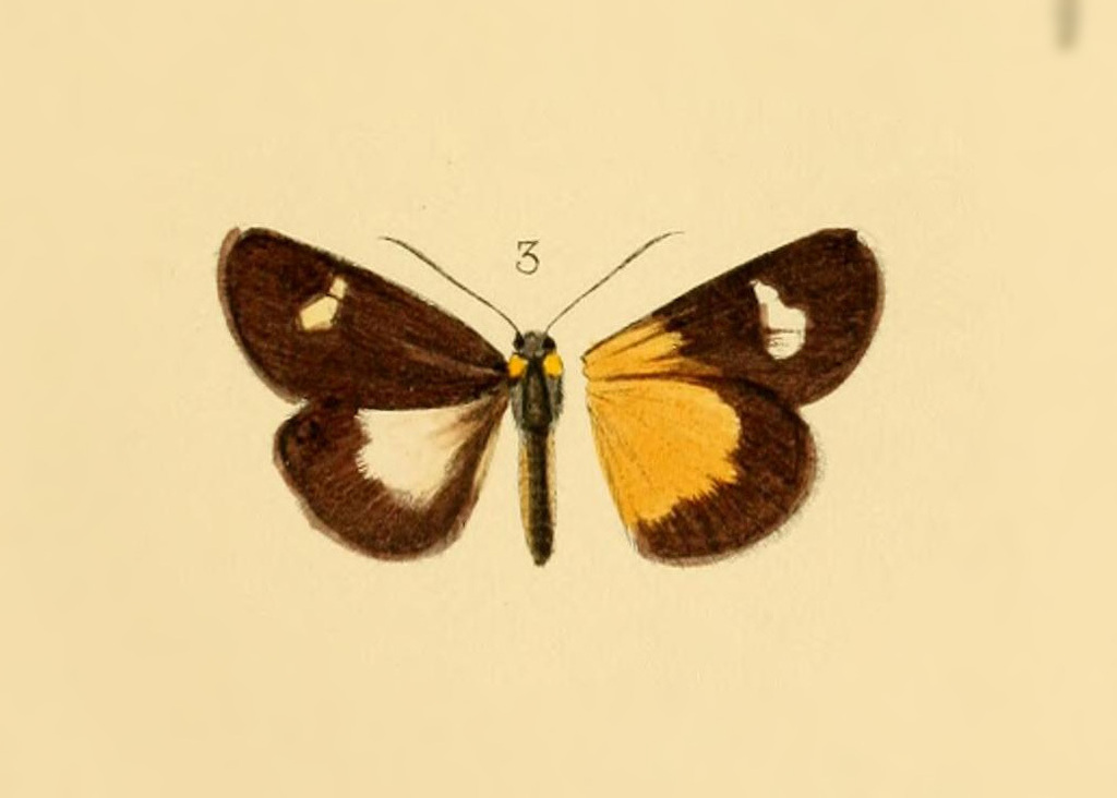 Rothia powelli