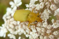 Cteniopus sulphureus