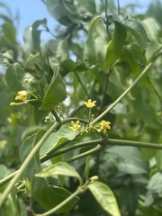 Secamone parvifolia