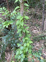 Vincetoxicum barbatum