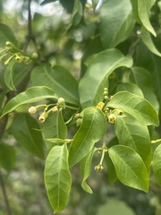 Secamone parvifolia
