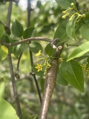 Secamone parvifolia