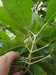 Sarcomelicope simplicifolia