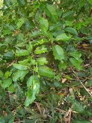 Sarcomelicope simplicifolia
