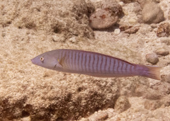Hologymnosus doliatus