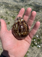Cypraea tigris