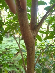 Sarcomelicope simplicifolia