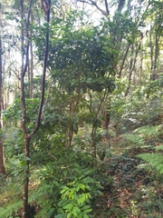 Sarcomelicope simplicifolia