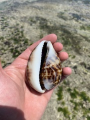Cypraea tigris
