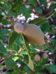 Disholandricus lasius