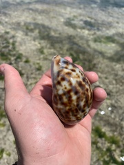 Cypraea tigris