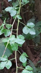 Eleutherococcus trifoliatus