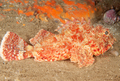 Scorpaena jacksoniensis