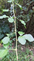 Eleutherococcus trifoliatus