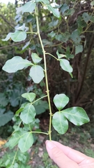 Eleutherococcus trifoliatus