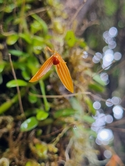Bulbophyllum montense