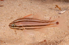 Ostorhinchus limenus