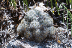 Mammillaria prolifera arachnoidea