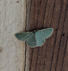 Chlorochlamys appellaria