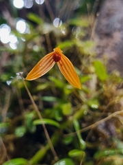 Bulbophyllum montense