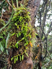 Bulbophyllum montense