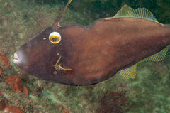 Eubalichthys bucephalus