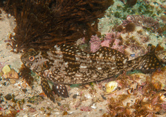 Aplodactylus lophodon