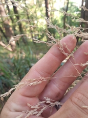 Poa